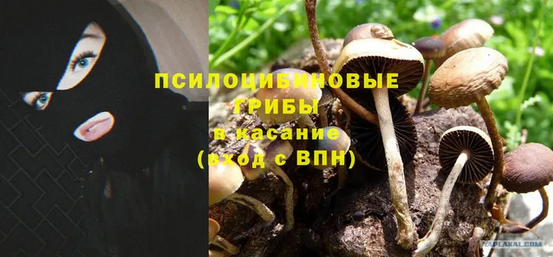 наркотики  Володарск  Псилоцибиновые грибы Cubensis 